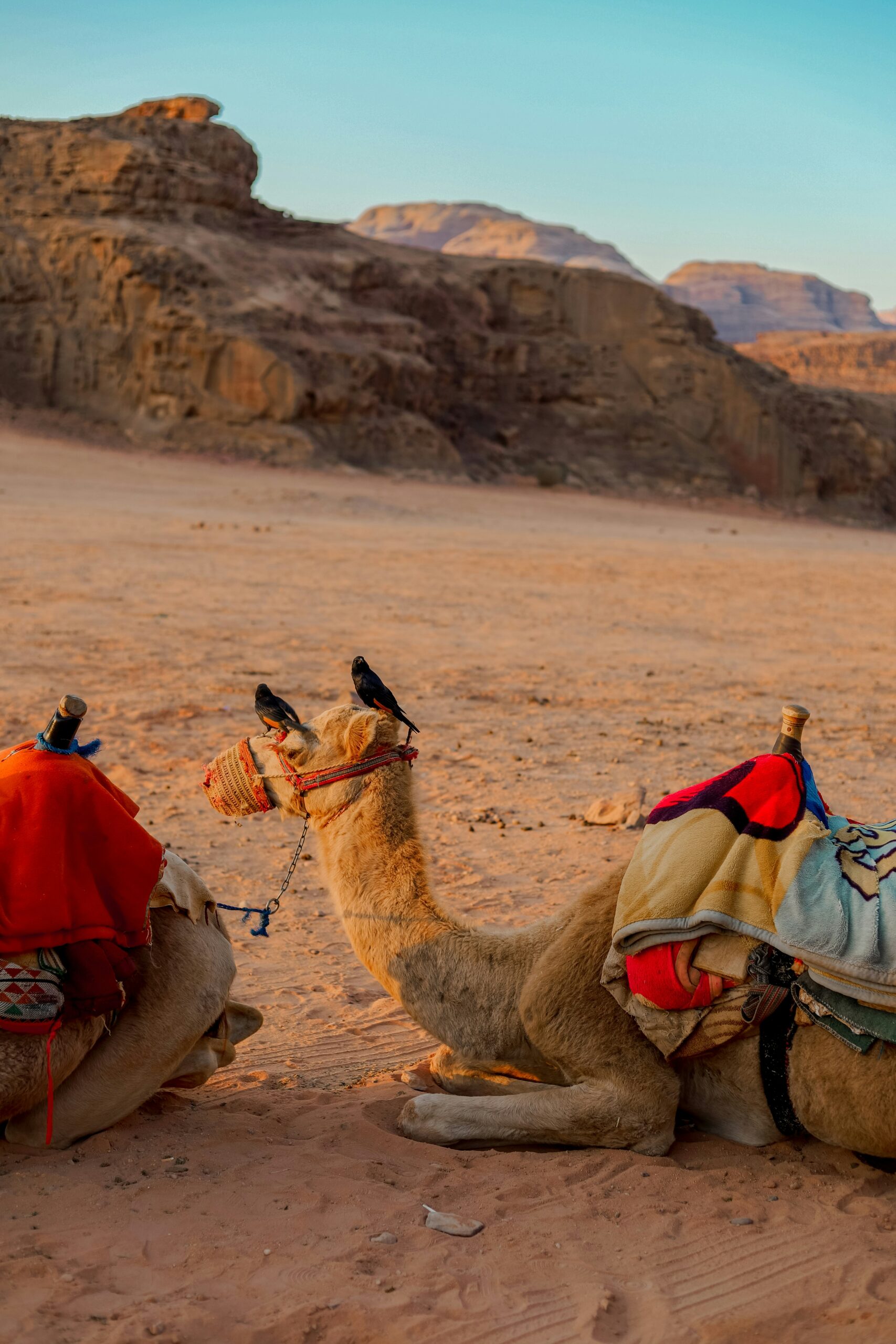 a couple of camels that are sitting in the sand